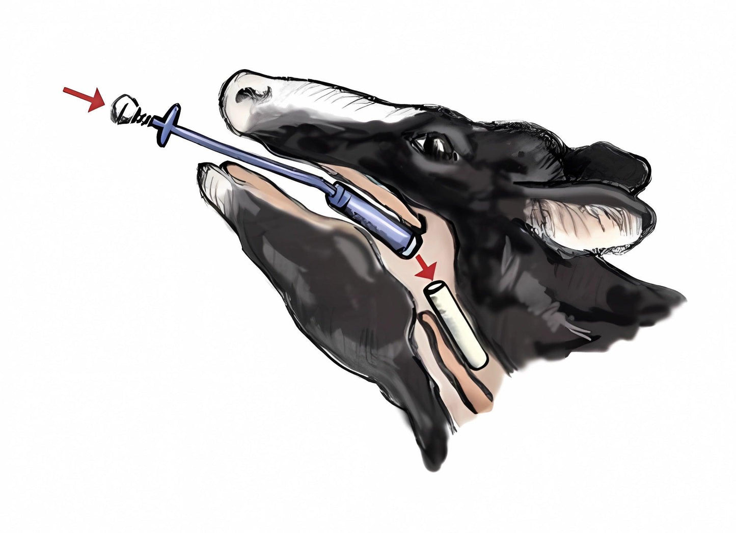 RumiLife Cal24 - 24 tratamentos de cálcio para vacas - Alta Genetics do Brasil